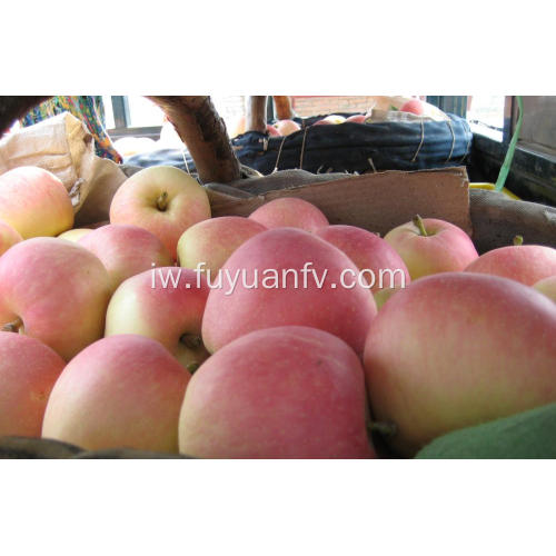 מחיר שוק תפוח גאלה למכירה